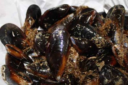 cozze o mitili o muscoli o peoci