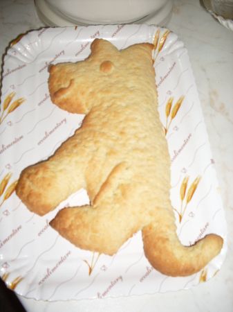 cane cotto