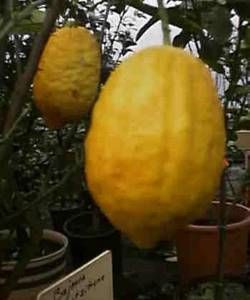 cedro