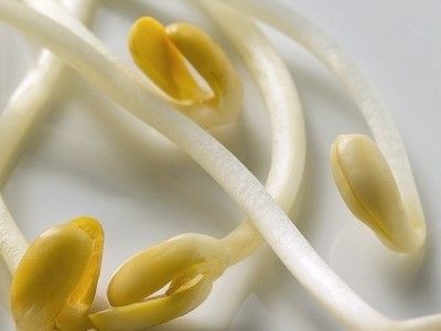 come fare i germogli di soia in casa