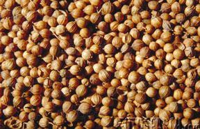 coriandolo