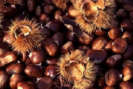 Festa Castagne Udine