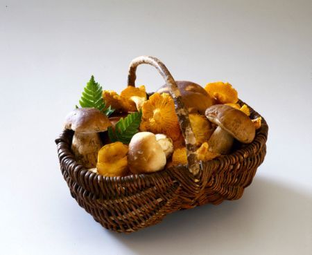 Funghi-porcini