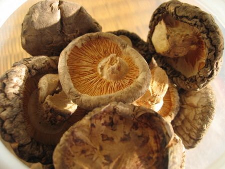 funghi