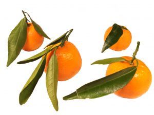 crema al mandarino