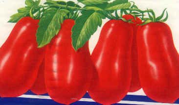 pomodori perini per il gazpacho con seppioline