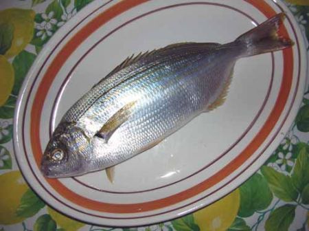 salpa