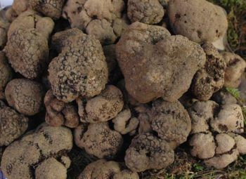 http://www.buttalapasta.it/img/tartufo-albanesi.jpg