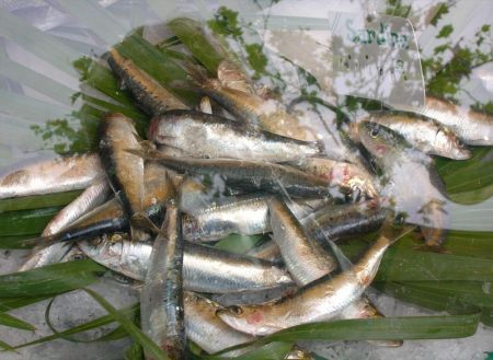 sardine per crocchette
