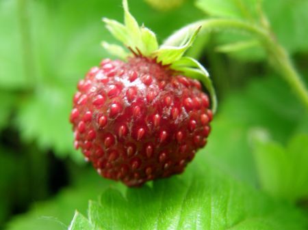 fragoline di bosco spiritose