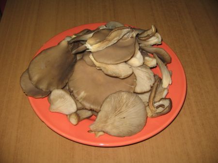 funghi