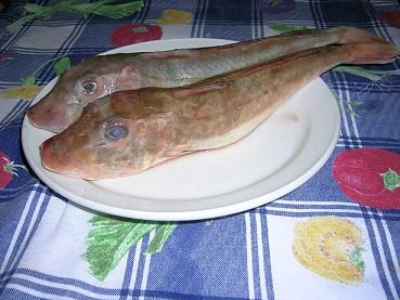 gallinella di mare