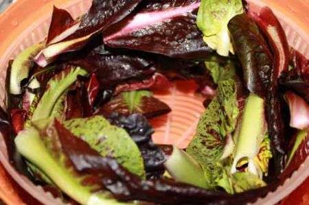 lavate il radicchio