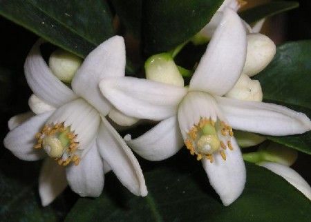 ratafia fiori arancio