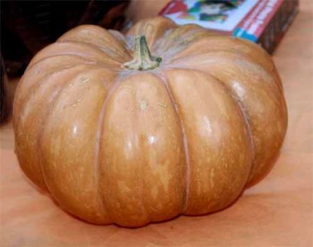 zucca per la tasca di vitellone