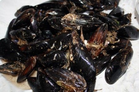 zuppetta di cozze 00