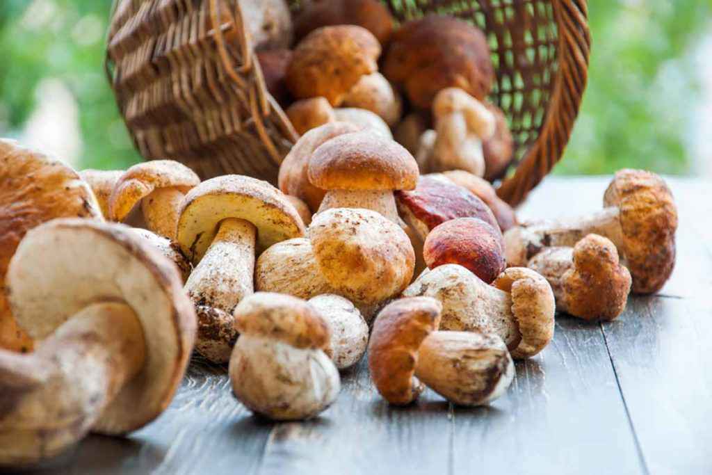 Come pulire i funghi verdure di stagione a ottobre