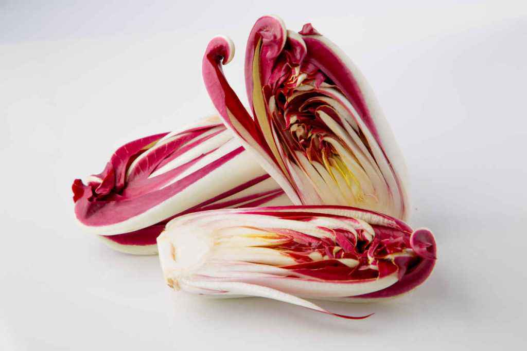 radicchio di treviso precoce