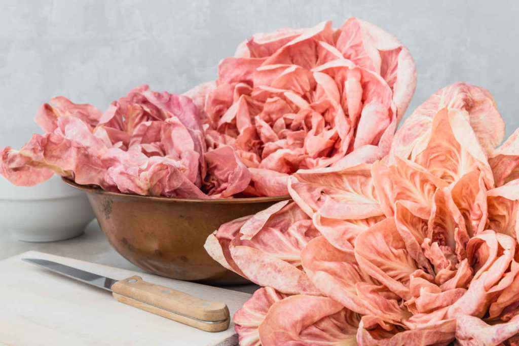 cespi di radicchio rosa