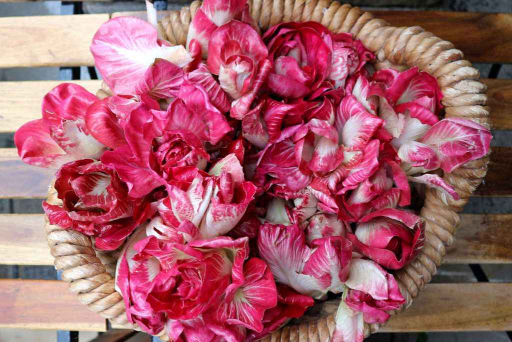 cesto pieno di radicchio rosa di Gorizia