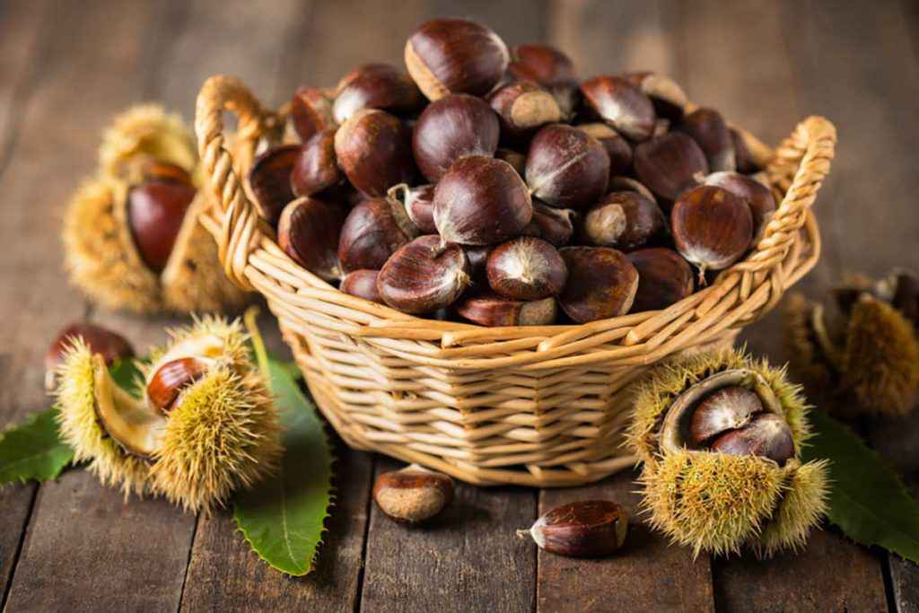 Cestino colmo di castagne fresche differenza con i marroni