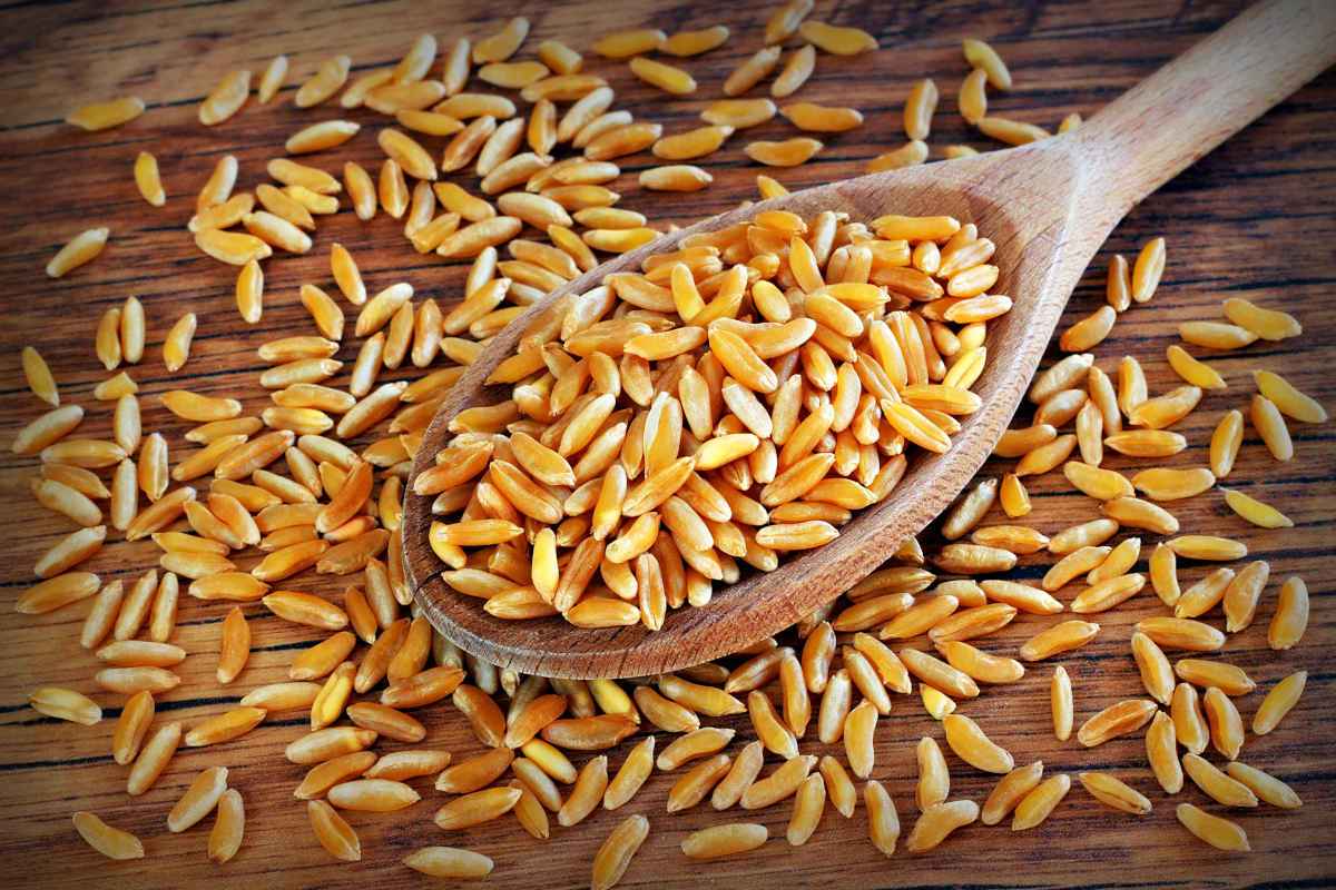 Kamut: 5 ricette proteiche con grano Turanicum o Khorasan