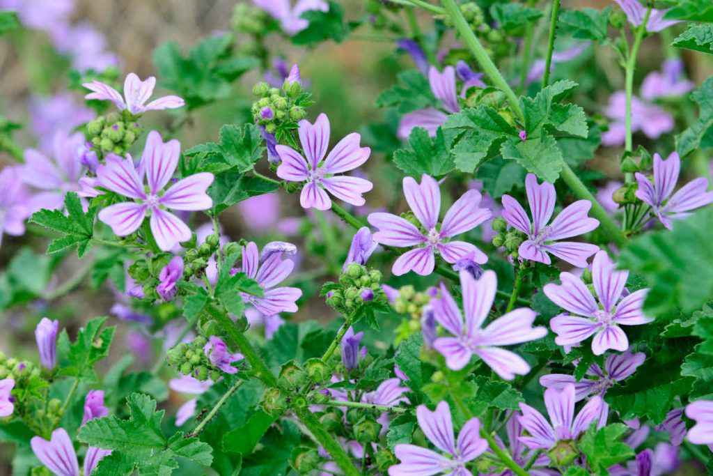 pianta di malva con fiori