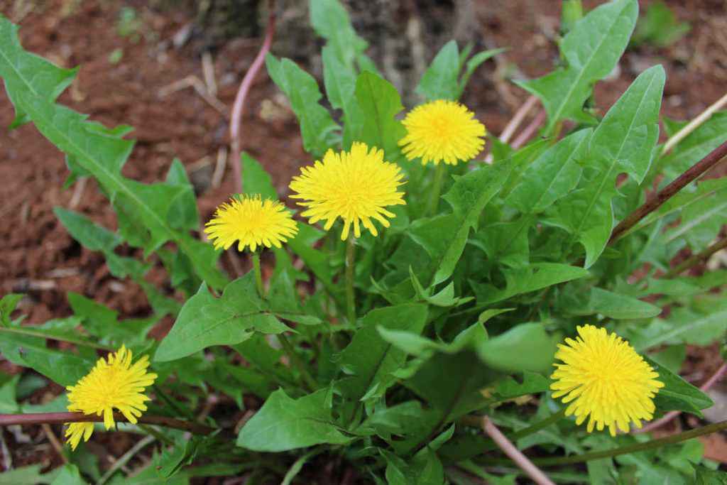 piante spontanee commestibili tarassaco officinale