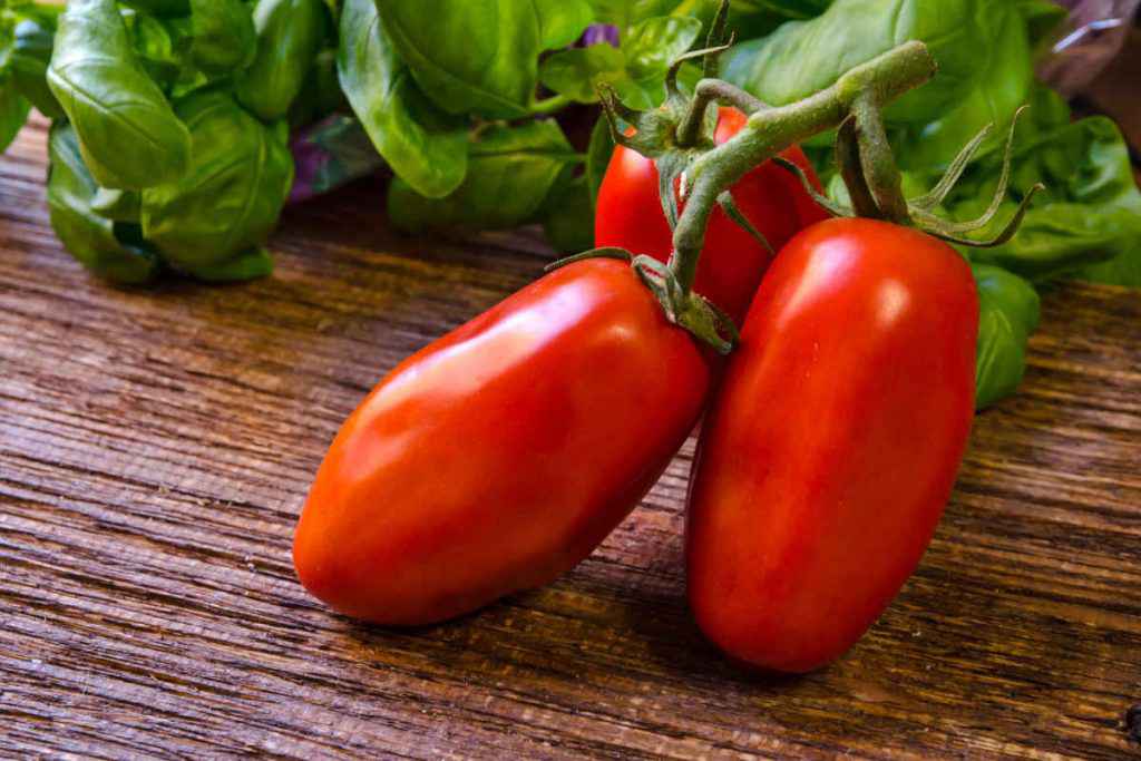 grappolo di san marzano per bottiglie di pomodoro fatte in casa