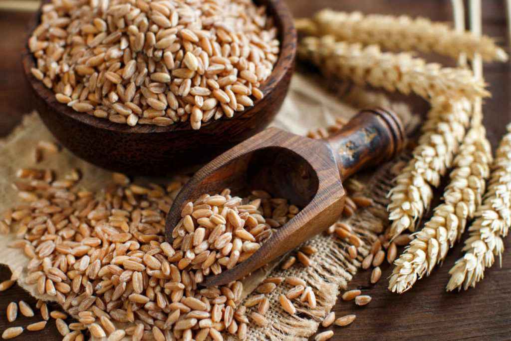 farro in chicchi, come cucinare il farro