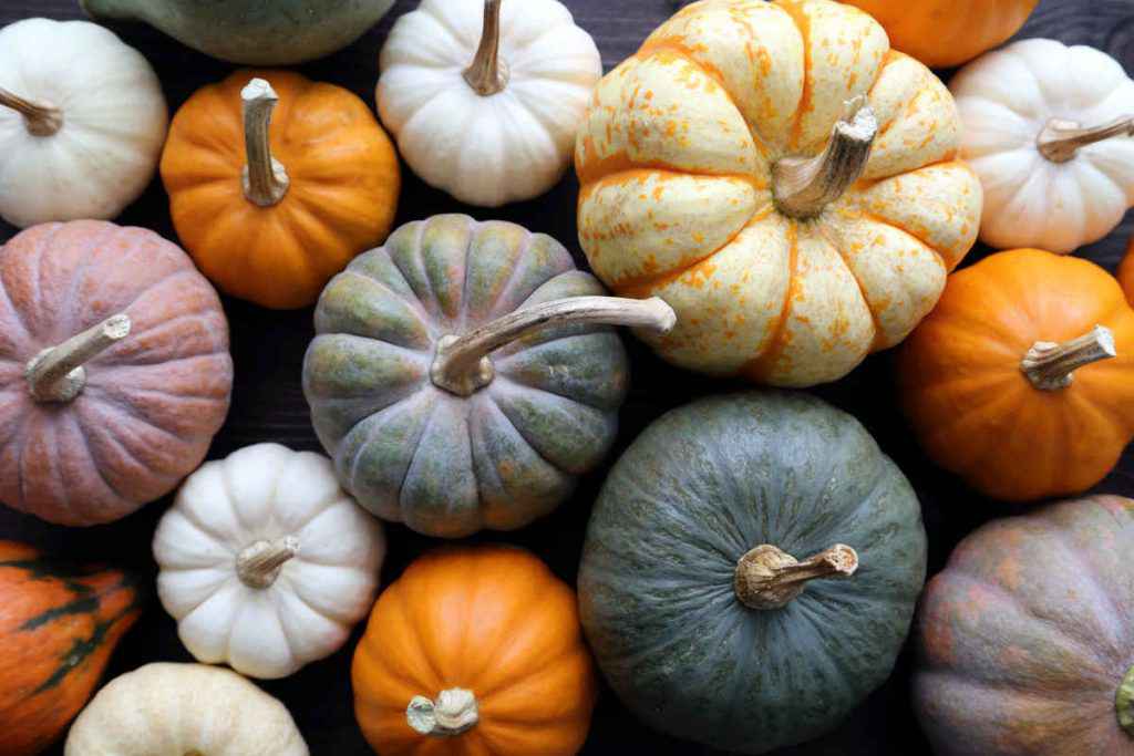 selezione con tanti tipi di zucca