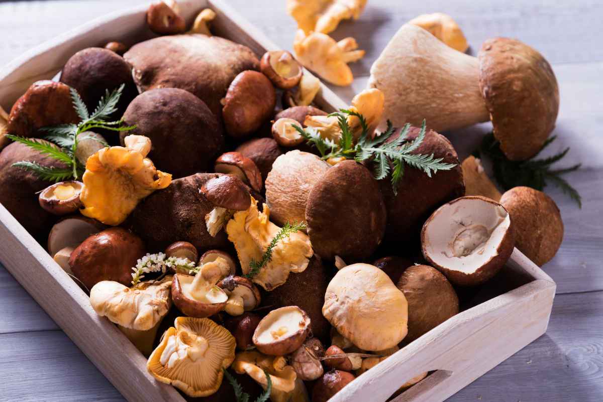 cesto di funghi misti, regole per la raccolta dei funghi