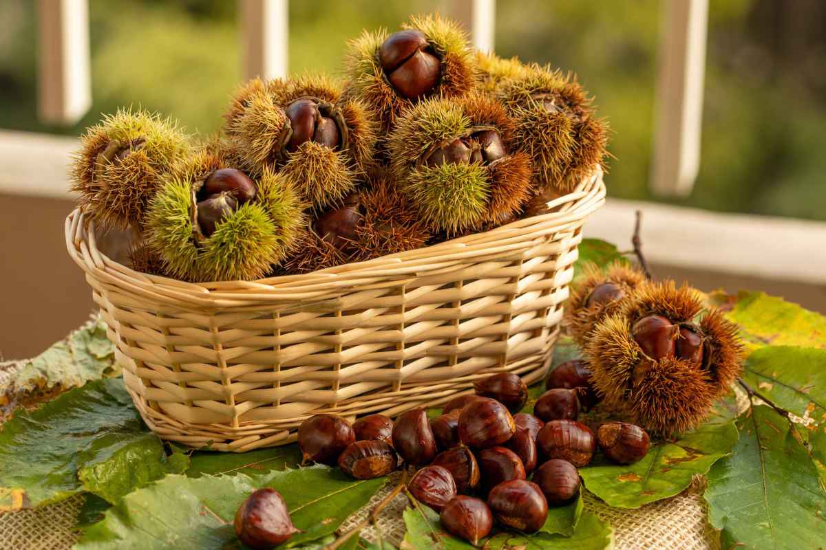 cestino di vimini con le castagne italiane migliori