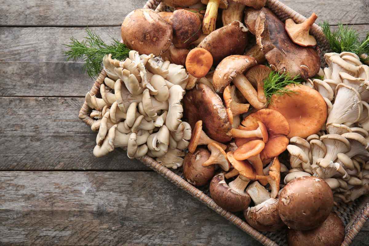 cassetta di legno con funghi misti