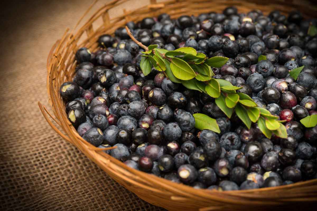 Ricette con il mirto, per sentire un po’ di Sardegna