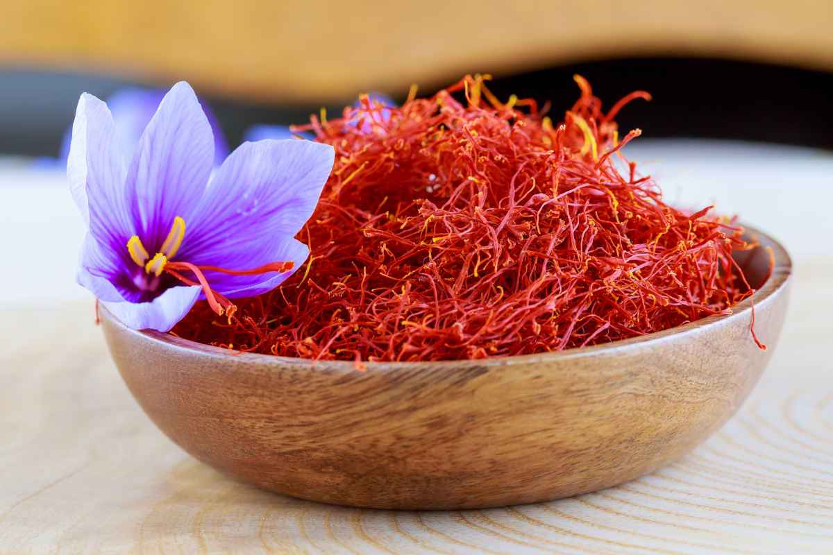 ciotola con fiori e pistilli di zafferano