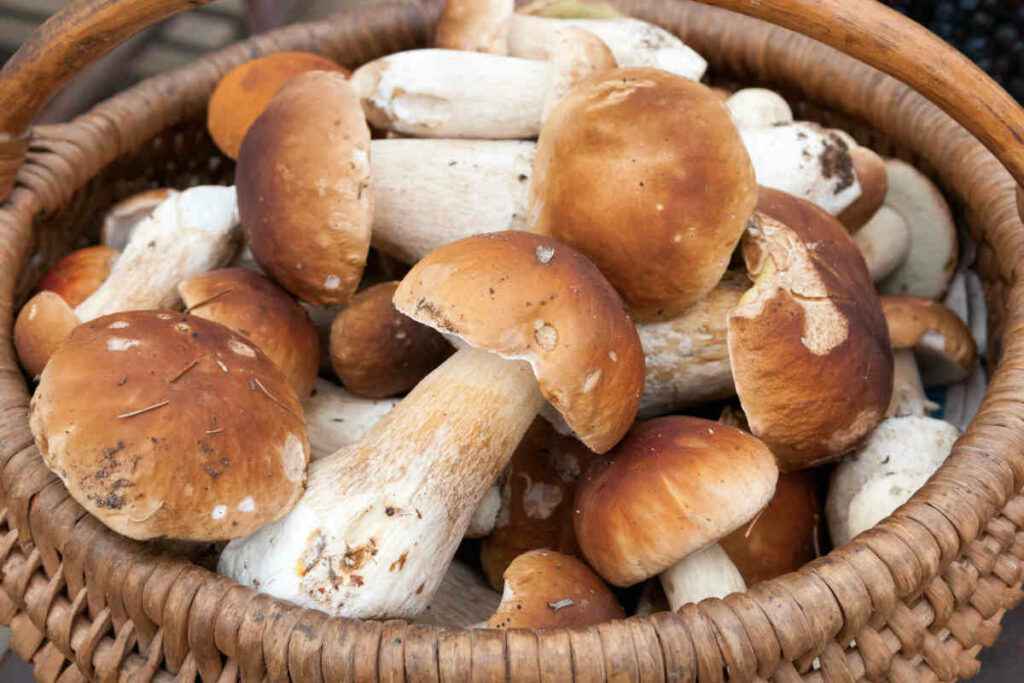 cesto con diversi funghi porcini