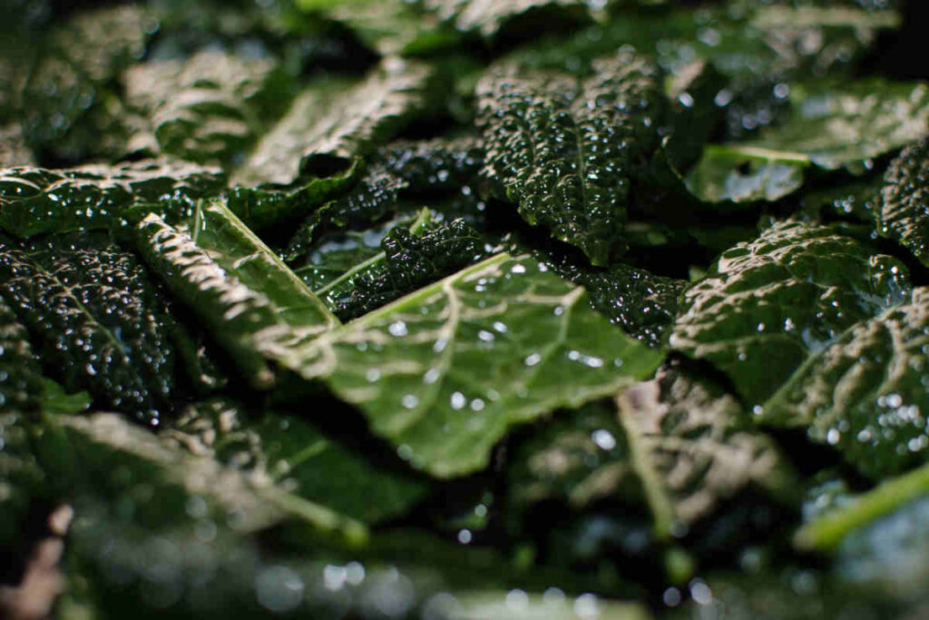 chips di cavolo nero e sesamo