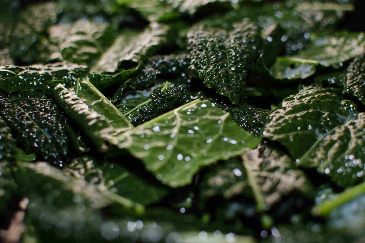Chips di cavolo nero, ricetta sana di snack sfizioso Buttalapasta