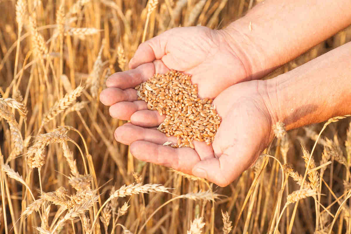 da dove arriva il grano della pasta