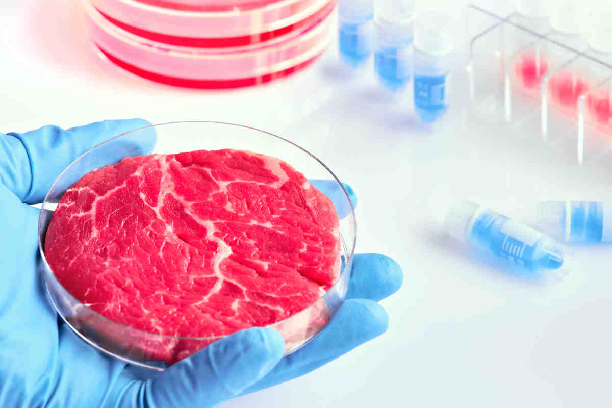 carne sintetica coltivata