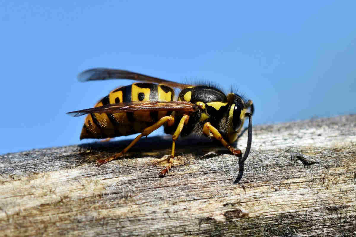 3 cibi che allontanano subito vespe e api dal balcone