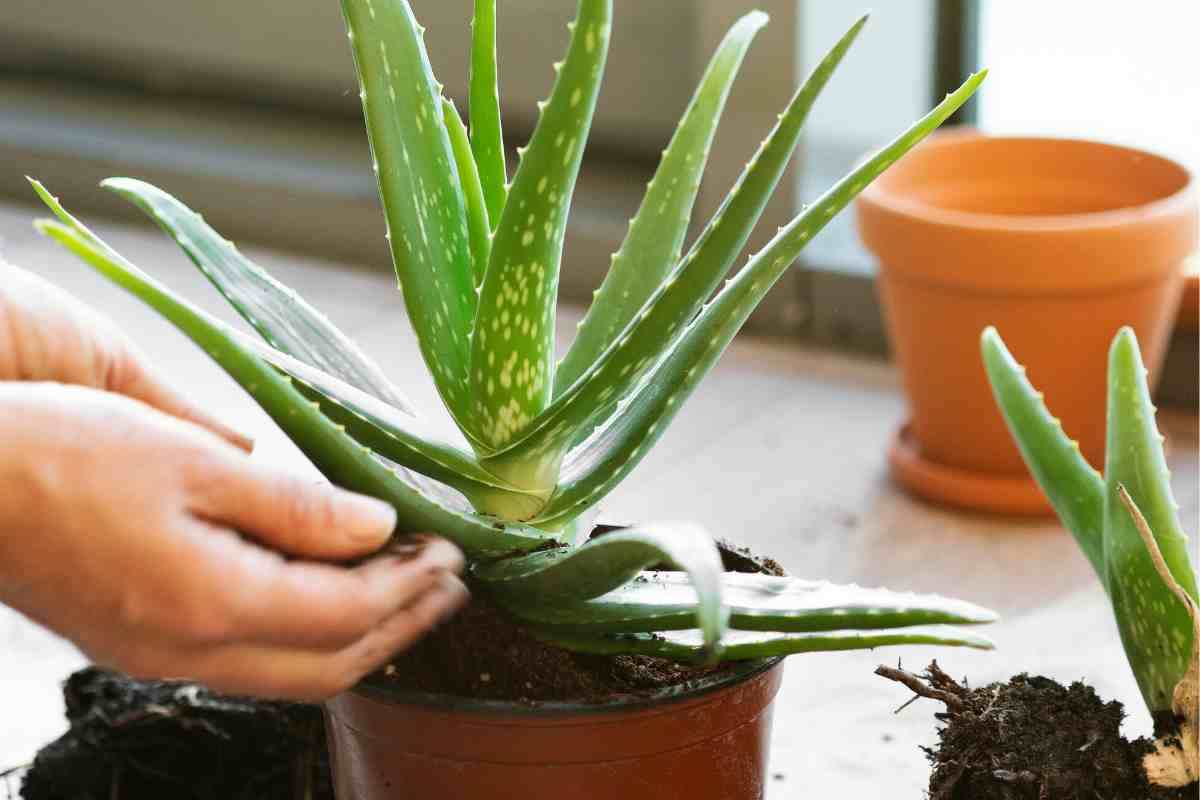 la pianta d'aloe è necessaria in casa