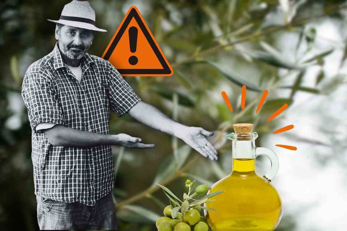 Olio di oliva a rischio