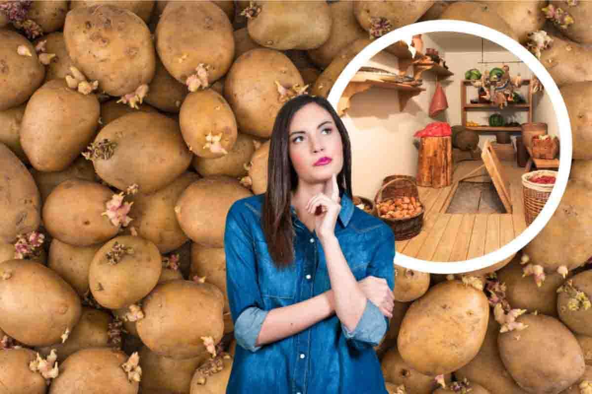 Quello che dobbiamo sapere sulle patate germogliate