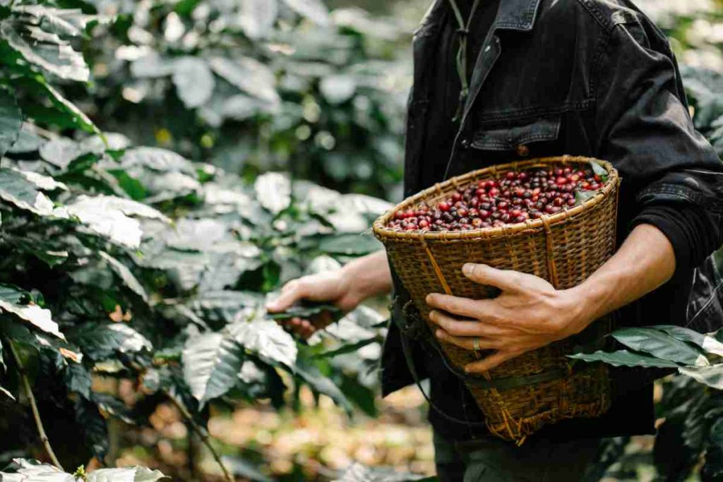 caffè a rischio estinzione