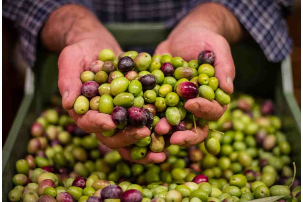 Raccolta olive per olio extravergine