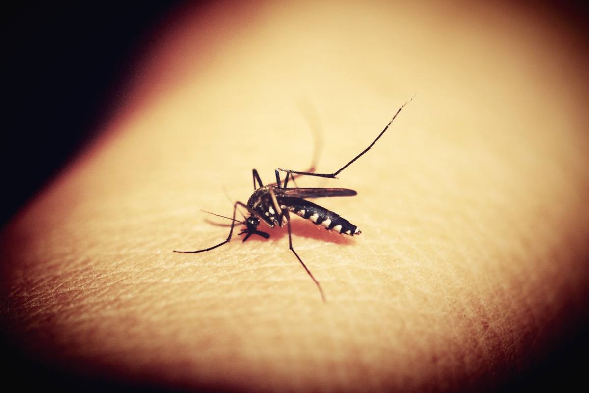 Addio alle punture di zanzara: Benedetta Rossi ci rivela come fare un efficacissimo spray in casa