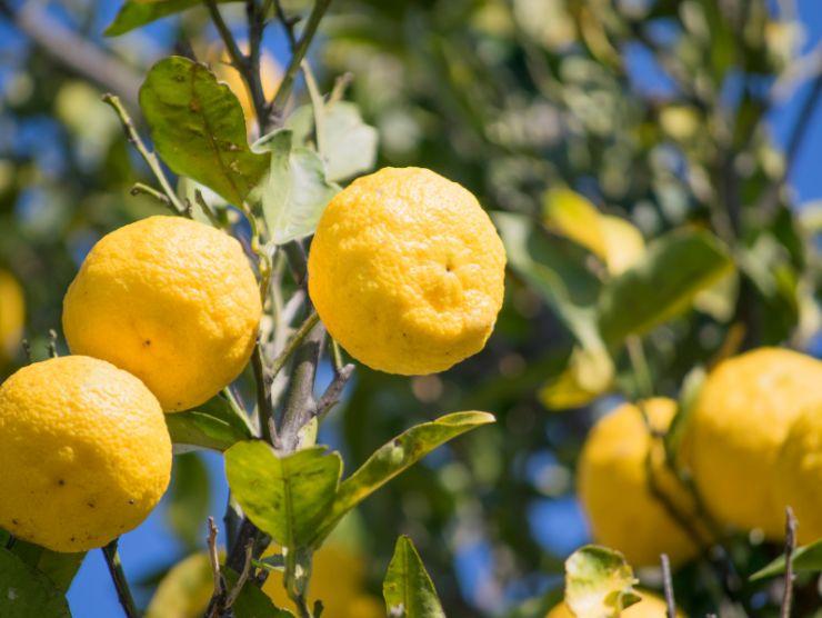 preparare gustoso liquore al cedro