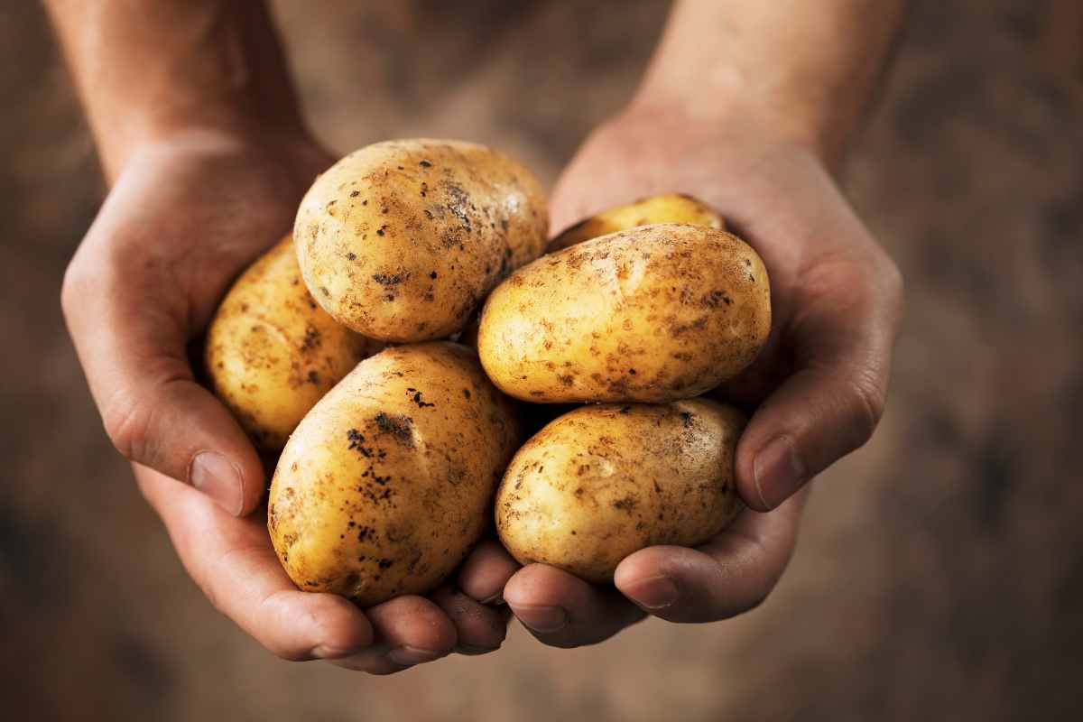 Conservare le patate